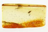 Fossil True Bug (Heteroptera) In Baltic Amber #288157-1
